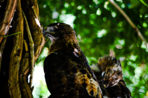 Red Tail Hawk Hutchinson Zoo