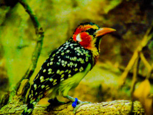 Red & Yellow Barbet Oklahoma City Zoo