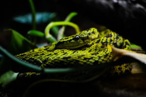 Red-spotted Pitviper Dallas Zoo