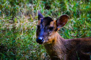 Reeve's Muntjac Frank Buck Zoo