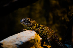 Reticulate Collared Lizard Dallas Zoo