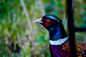 Ring-necked Pheasant Oklahoma City Zoo