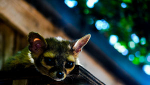 Ringtail Cat 4 Hutchinson Zoo