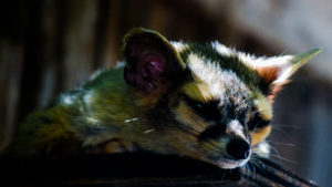 Ringtail Cat Hutchinson Zoo