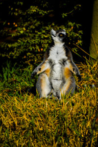 Ringtail Lemur 2 Dallas Zoo