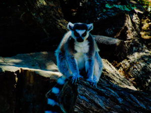 Ringtail Lemur 3 Dallas Zoo