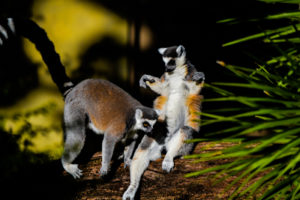 Ringtail Lemur Dallas Zoo