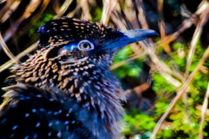 Roadrunner Oklahoma City Zoo