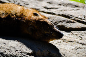 Rock Hyrax 2 Dallas Zoo