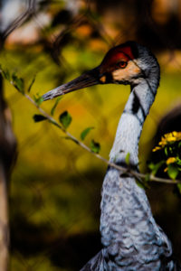 Sandhill Crane Oklahoma City Zoo