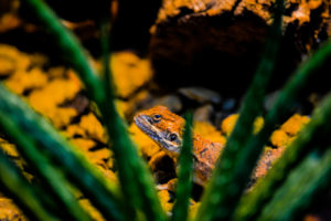 Shield-tail Agama Oklahoma City Zoo