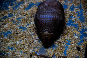 Southern Three-banded Armadillo Oklahoma City Zoo