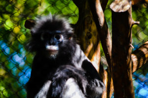 Spectacled Langur Dallas Zoo