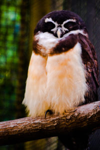 Spectacled Owl Dallas Zoo