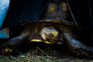 Sulcata Tortoise Hutchinson Zoo