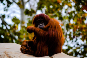 Sumatran Orangutan Oklahoma City Zoo