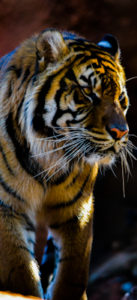 Sumatran Tiger 2 Oklahoma City Zoo