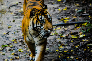 Sumatran Tiger 5 Dallas Zoo