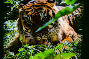 Sumatran Tiger Dallas Zoo