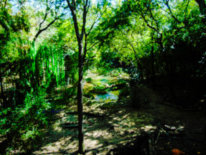 Sumatran Tiger Habitat Dallas Zoo