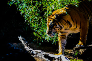 Sumatran Tiger Oklahoma City Zoo