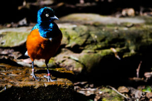 Superb Starling Dallas Zoo