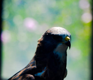 Swainsons Hawk 2 Hutchinson Zoo