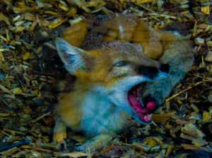 Swift Fox Hutchinson Zoo