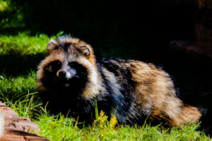 Tanuki Oklahoma City Zoo