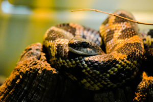 Texas Rat Snake Dallas Zoo