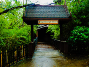 Tiger & Otter Exhibit Pathway Dallas Zoo