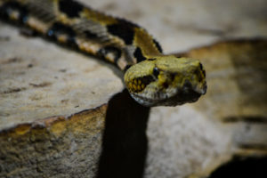 Timber Rattlesnake 3 Oklahoma City Zoo