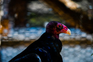 Turkey Vulture Hutchinson Zoo