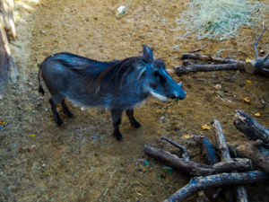 Warthog Dallas Zoo