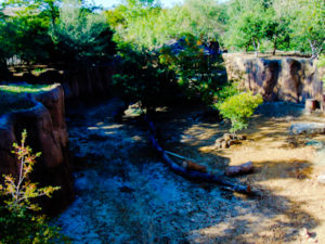 Warthog Habitat Dallas Zoo