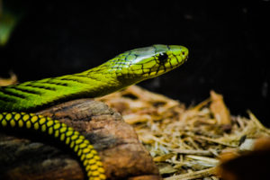 West African Green Mamba Dallas Zoo