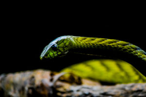 West African Green Mamba Oklahoma City Zoo