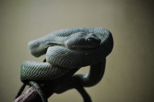 Western Bush Viper Dallas Zoo