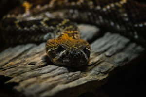 Western Diamondback Rattlesnake Dallas Zoo