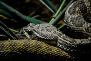 Western Diamondback Rattlesnake Oklahoma City Zoo