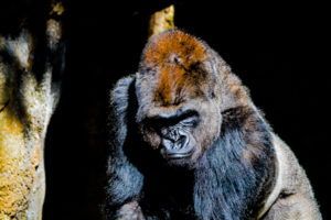 Western Lowland Gorilla 2 Dallas Zoo