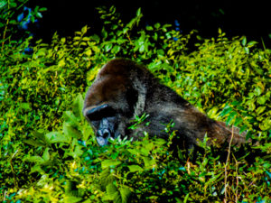 Western Lowland Gorilla 4 Dallas Zoo