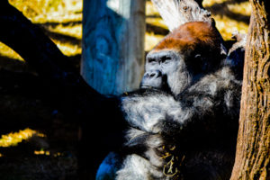 Western Lowland Gorilla Oklahoma City Zoo