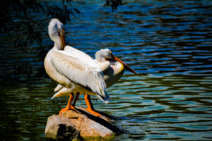 White Pelican Hutchinson Zoo