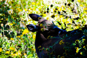 White-tail Deer 2 Oklahoma City Zoo