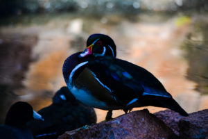 Wood Duck Oklahoma City Zoo