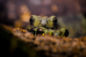 Yellow-spotted Climbing Toad Oklahoma City Zoo