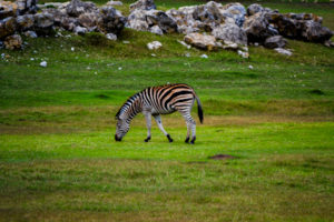 Zebra Frank Buck Zoo