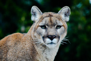 Mountain Lion Topeka Zoo