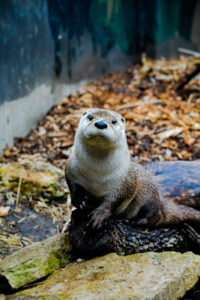 North American River Otter Topeka Zoo